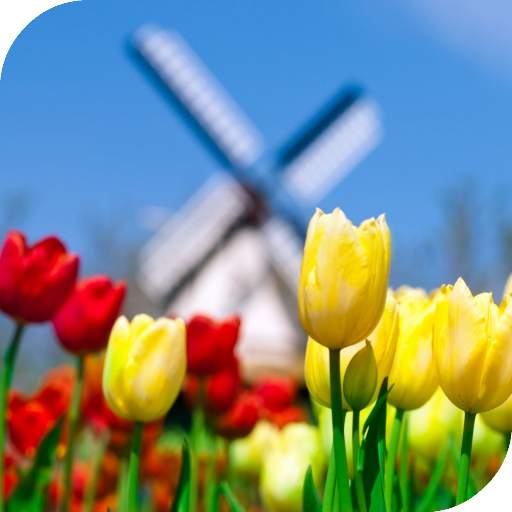 Tulips Live Wallpaper 4.0