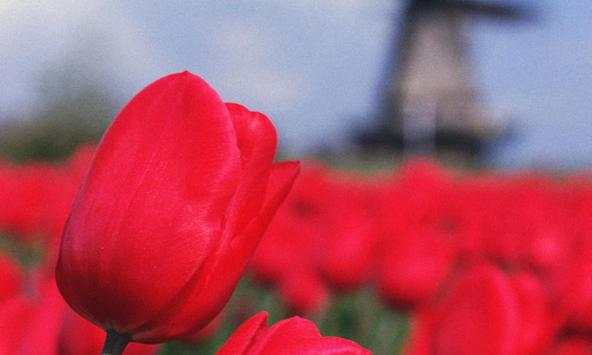 Tulips wallpapers screenshot 4