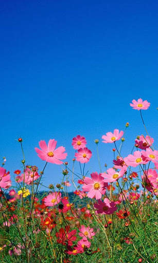 Spring Flowers Live Wallpaper screenshot 10
