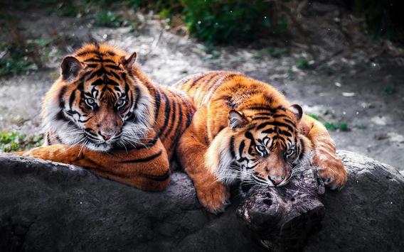 Tigers and Lions screenshot 5