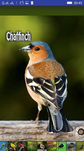 Bird Sounds screenshot 6