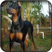 Doberman wallpapers 5.0
