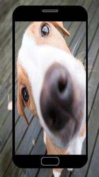 Funny Wallpapers screenshot 7