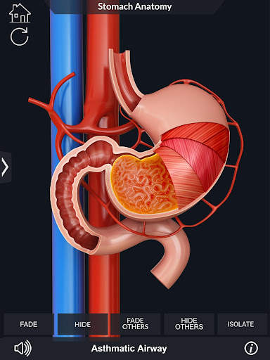 My Stomach Anatomy screenshot 11