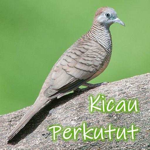 Kicau Burung Perkutut Offline 1.1