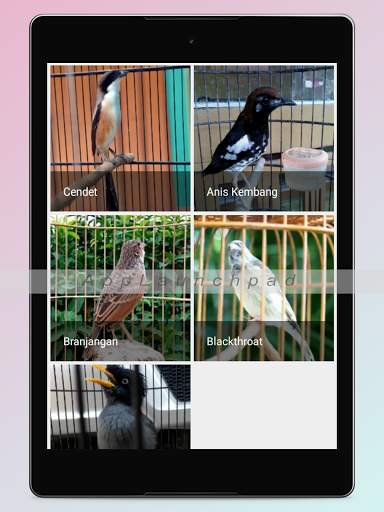 Kicau Burung Terlengkap screenshot 20