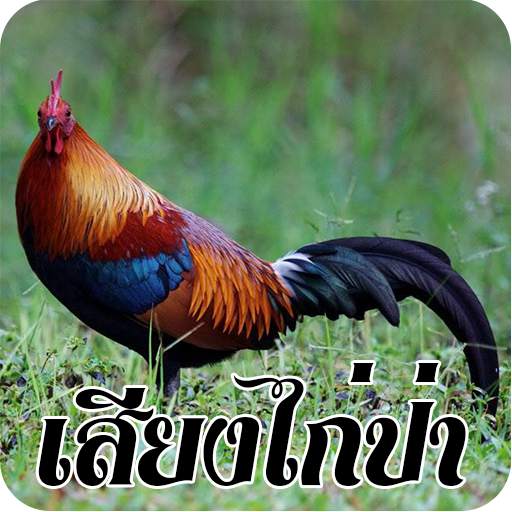 เสียงไก่ป่าธรรมชาติ 1.0.3
