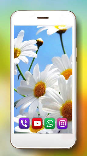Camomiles Flowers Live Wallpaper 1 تصوير الشاشة