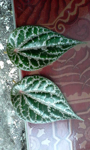 Manfaat Daun-daunan screenshot 1