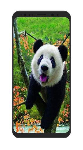 Wild Animal Wallpapers HD screenshot 3