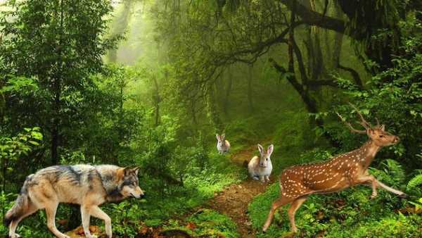 Wolf Sniper Hunting screenshot 2