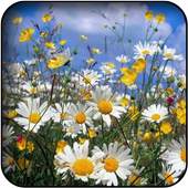 Chamomile wallpapers 26