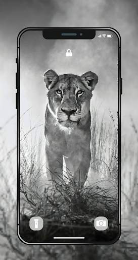 🐯 Lion Wallpapers - Angry 4K | HD Lion Pictures ❤ screenshot 3