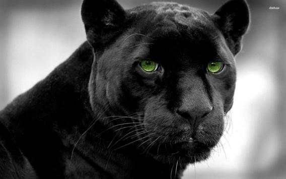 Panther Live Wallpaper स्क्रीनशॉट 2