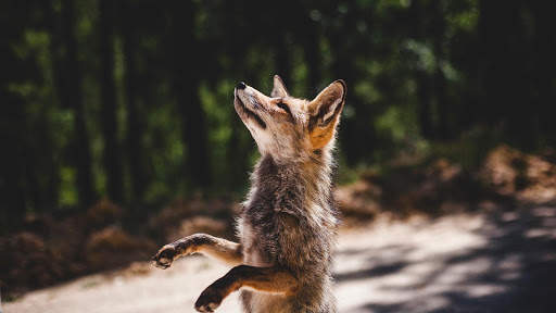 Fox Live Wallpaper (Wallpapers & Backgrounds) screenshot 7