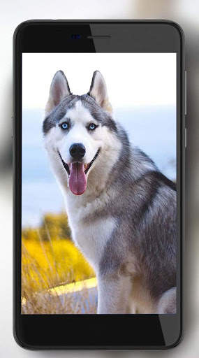 Husky Voice Live Wallpaper screenshot 4