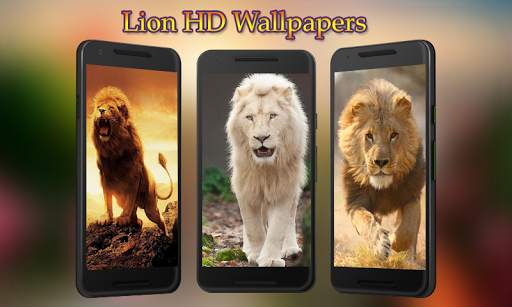 Lion Wallpapers HD 1 تصوير الشاشة