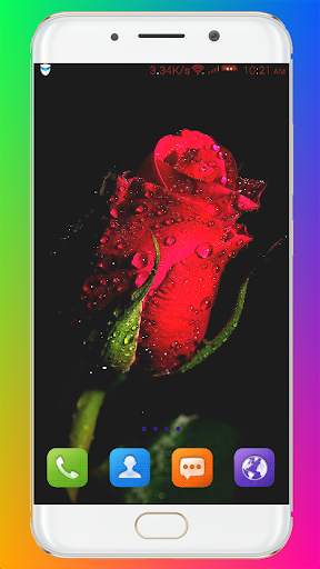 Red Rose Wallpaper screenshot 9