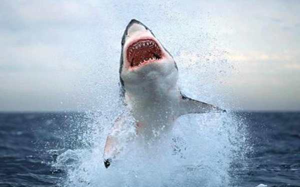 Shark Live Wallpaper скриншот 6