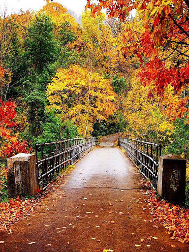 Free Autumn Wallpaper screenshot 3