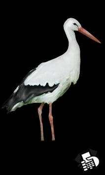 Birds Sounds screenshot 3