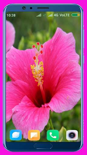 Hibiscus Flower Wallpaper Best 4K screenshot 7