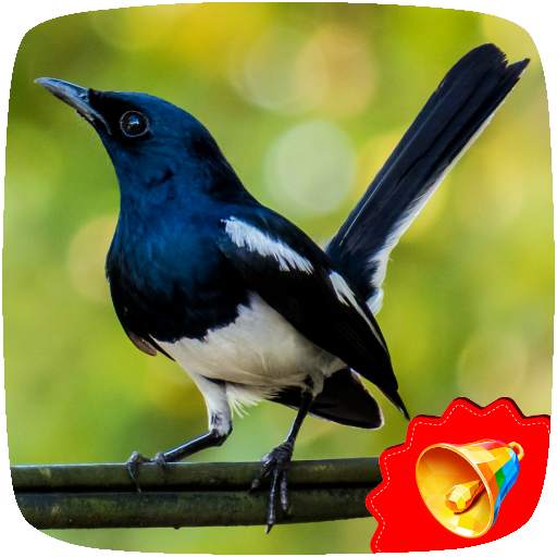 Kacer Birds Sounds 1.0