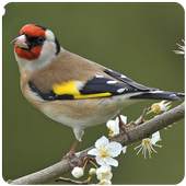 Top Birds Ringtones 2.4.2