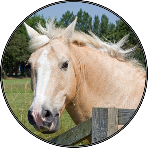 Funny Horse Farm Sounds icon