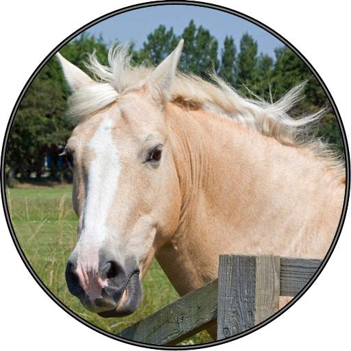Funny Horse Farm Sounds 1.2