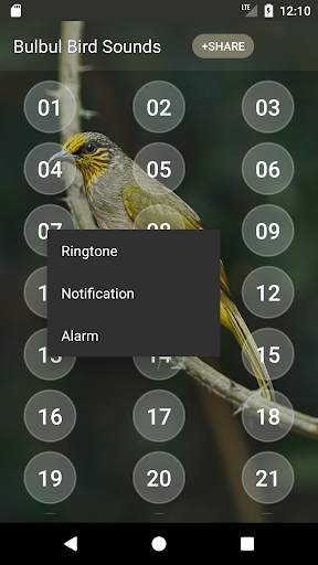 Bulbul Bird Sound Ringtones скриншот 3