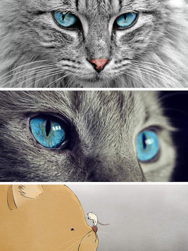 keyboard cat theme 4K screenshot 1