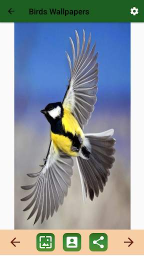Birds Ringtone स्क्रीनशॉट 5