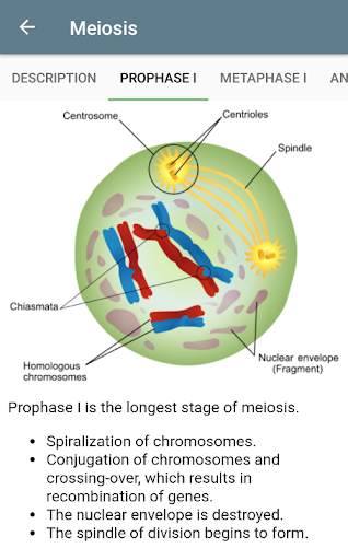 Mitosis, Meiosis and Organelles screenshot 5