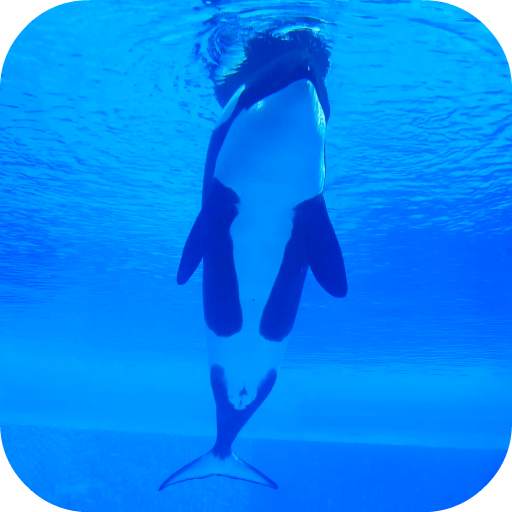 Orca Killer Whale Video Wallpaper 2.0