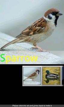 Bird Sounds & Ringtones screenshot 1