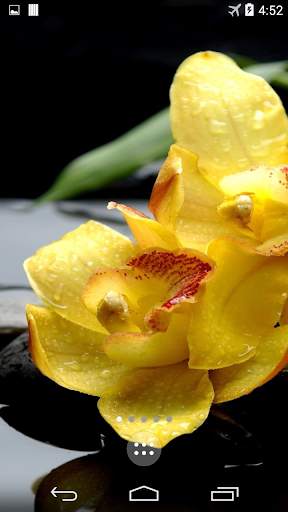 Orchid 4K Live Wallpaper screenshot 3