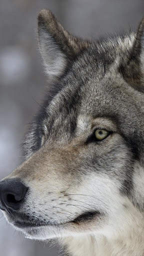 Wolf Wallpaper screenshot 13