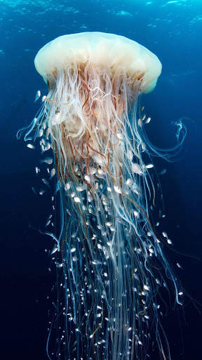 UnderWater Video Live Wallpaper screenshot 5