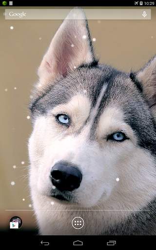 Husky Live Wallpaper screenshot 7