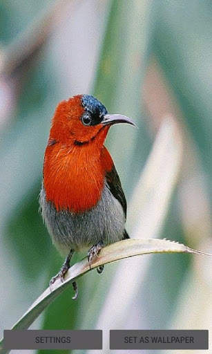 Red Bird Live Wallpaper screenshot 1
