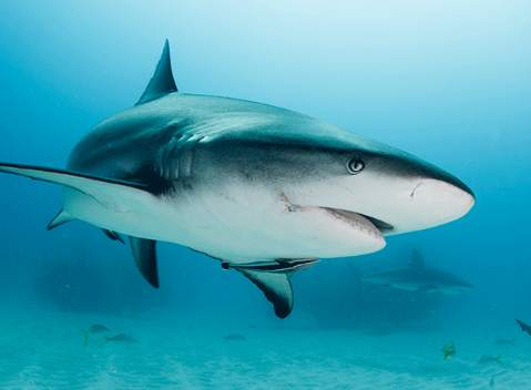 Shark Wallpaper Live screenshot 8