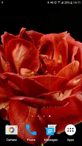 Blooming Roses Video Wallpaper screenshot 6