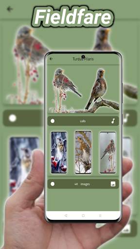 thrush birds screenshot 5
