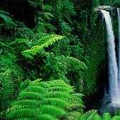 Rain Forest HD Live Wallpaper 1.0