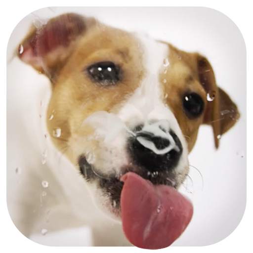 Dog Licks Screen Wallpaper 2019 2.2.0.2510