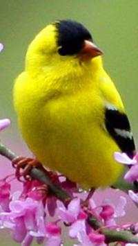 Beautiful Birds Wallpapers HD2 screenshot 8