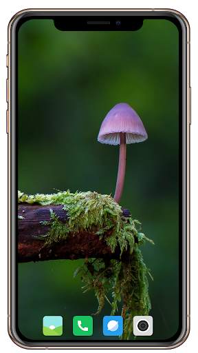 HD Mushroom Wallpaper screenshot 8