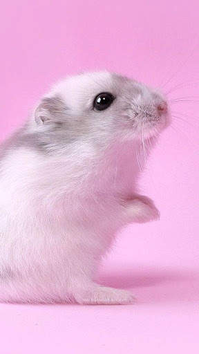 Hamster Video Live Wallpaper screenshot 4