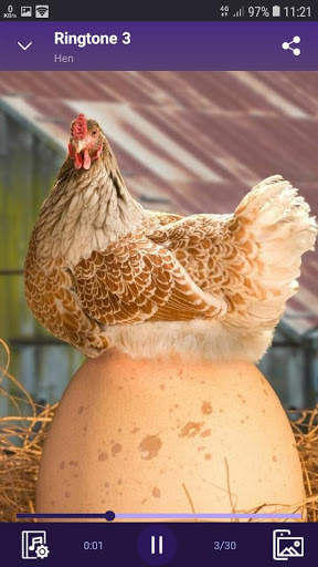 Hen sounds for Ringtones and Wallpapers screenshot 2